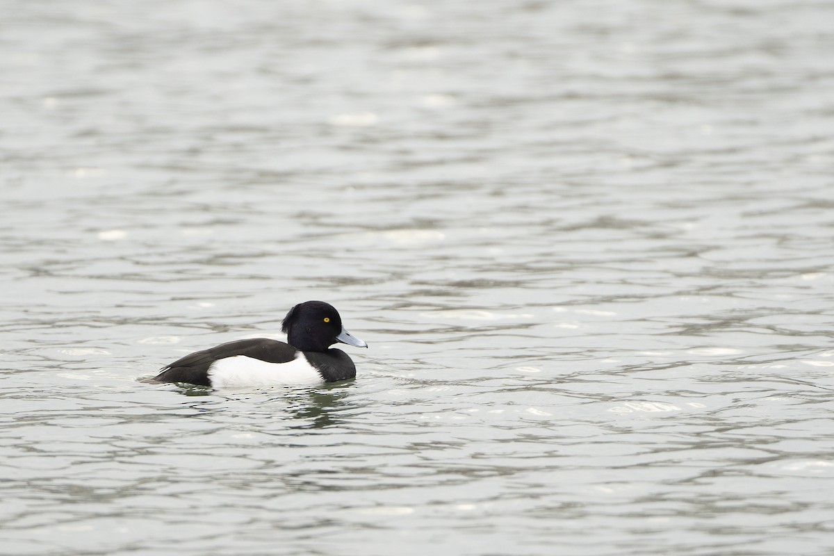 Tufted Duck - ML614039737