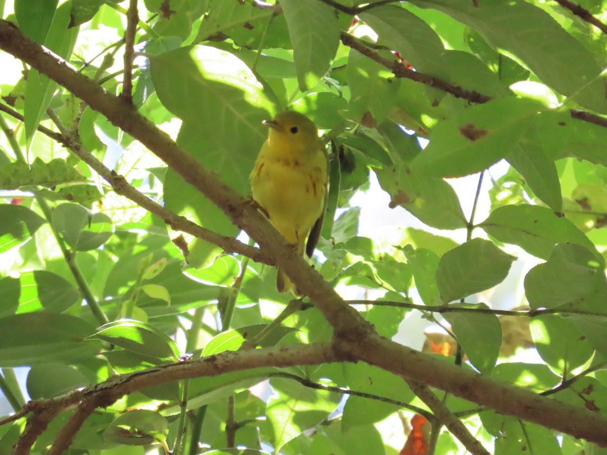 Yellow Warbler (Northern) - Edison🦉 Ocaña