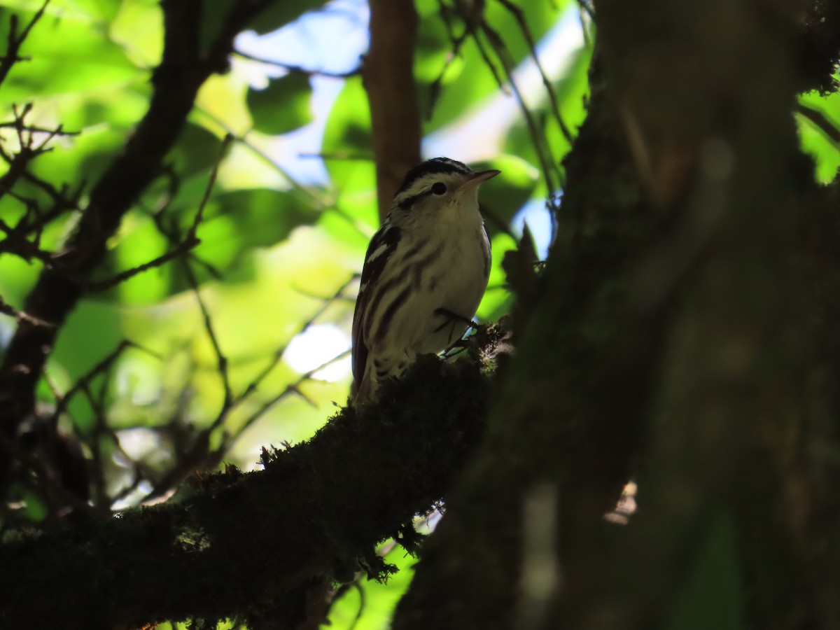 Black-and-white Warbler - ML614039776