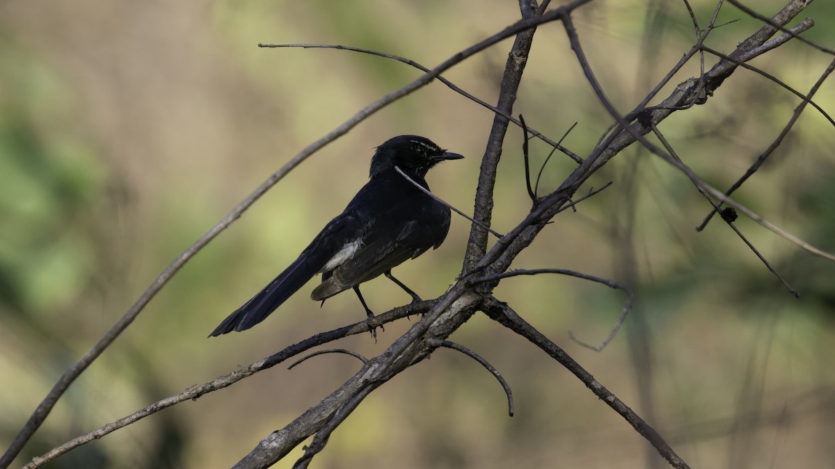 Willie-wagtail - ML614040128