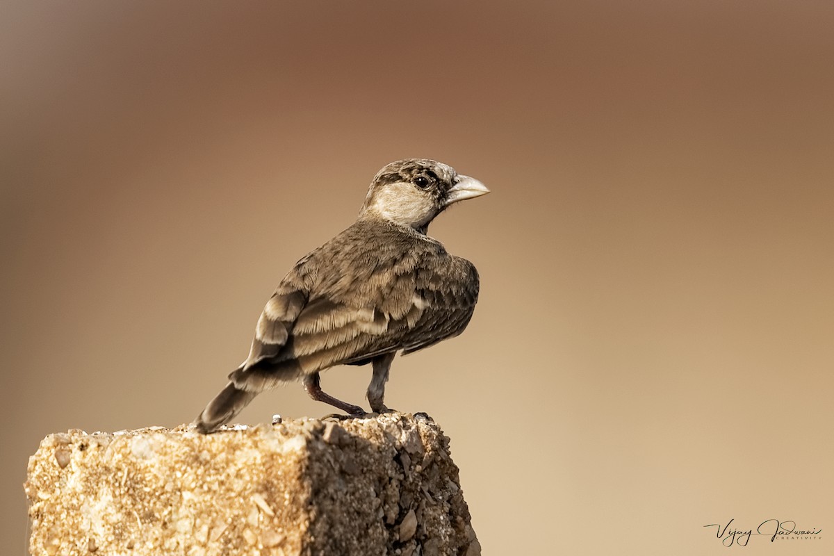 Ashy-crowned Sparrow-Lark - ML614040175