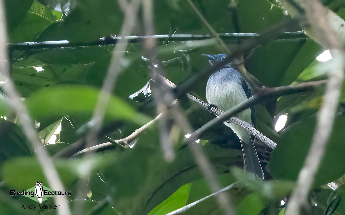 Short-crested Monarch - ML614040456