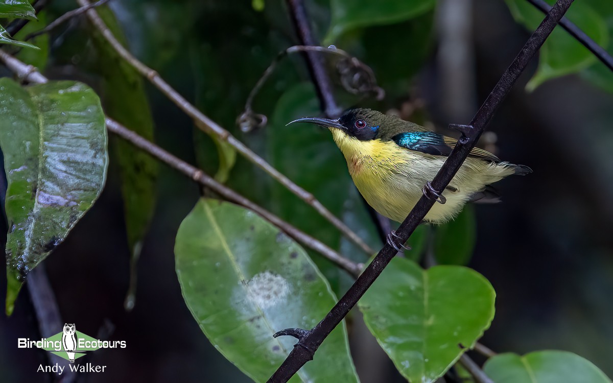 Metallic-winged Sunbird (Southern) - Andy Walker - Birding Ecotours