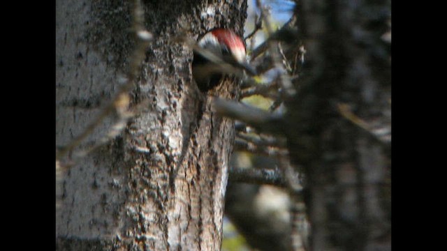 White-backed Woodpecker (White-backed) - ML614040479