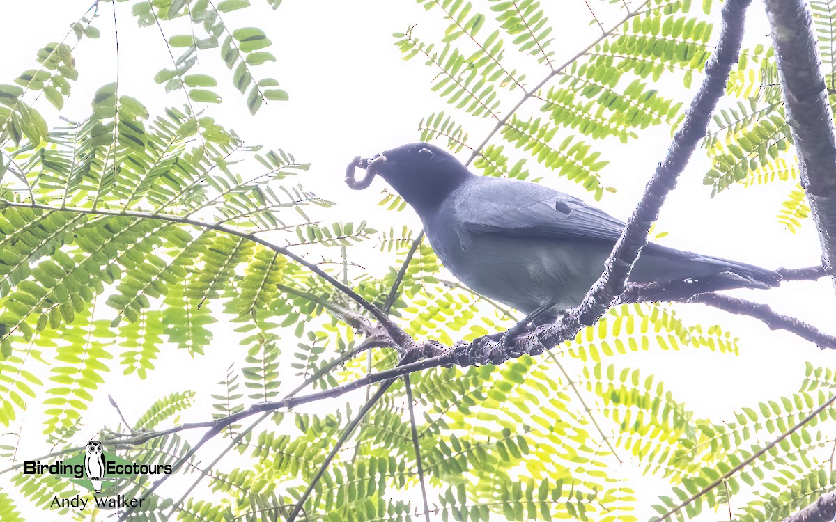 Black-bibbed Cuckooshrike - Andy Walker - Birding Ecotours
