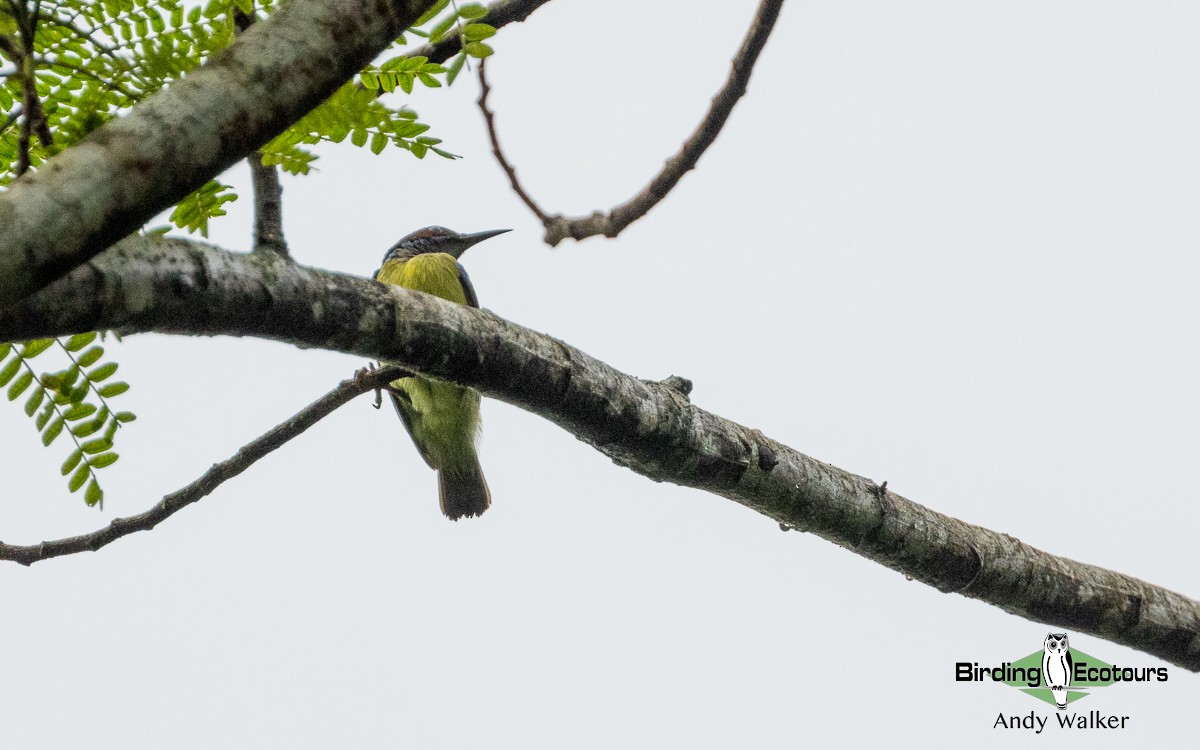 Gray-throated Sunbird - Andy Walker - Birding Ecotours