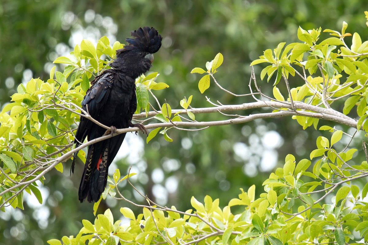 Red-tailed Black-Cockatoo - ML614040754