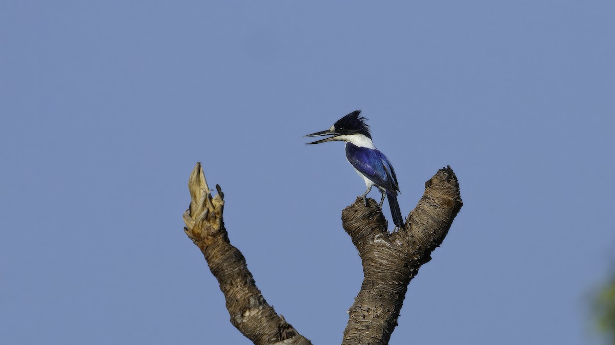 Forest Kingfisher - ML614040916