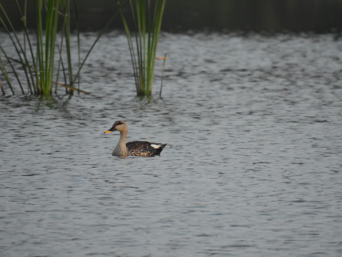 Indian Spot-billed Duck - ML614041028
