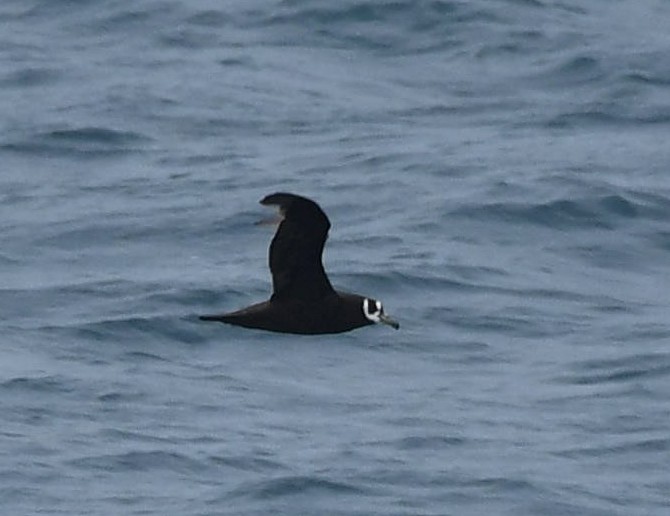 Spectacled Petrel - ML614041047