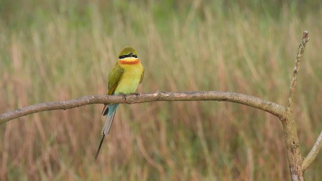 Blue-tailed Bee-eater - ML614041101