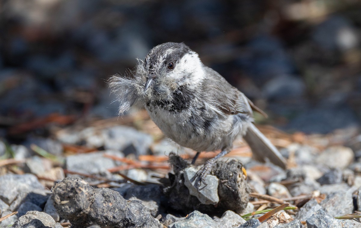 Mountain Chickadee (Pacific) - Peter Bedrossian