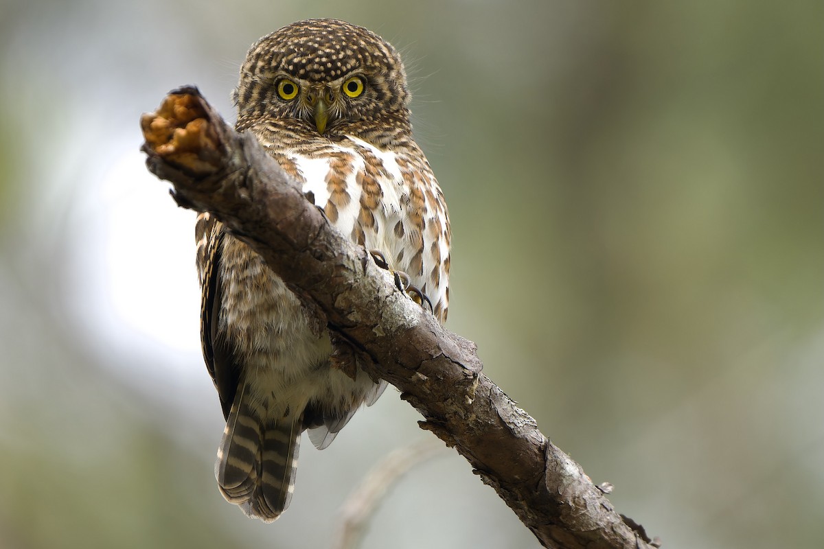Collared Owlet - ML614041201