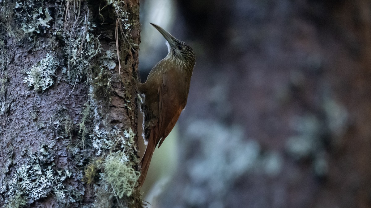 Strong-billed Woodcreeper (Central American) - Mathurin Malby