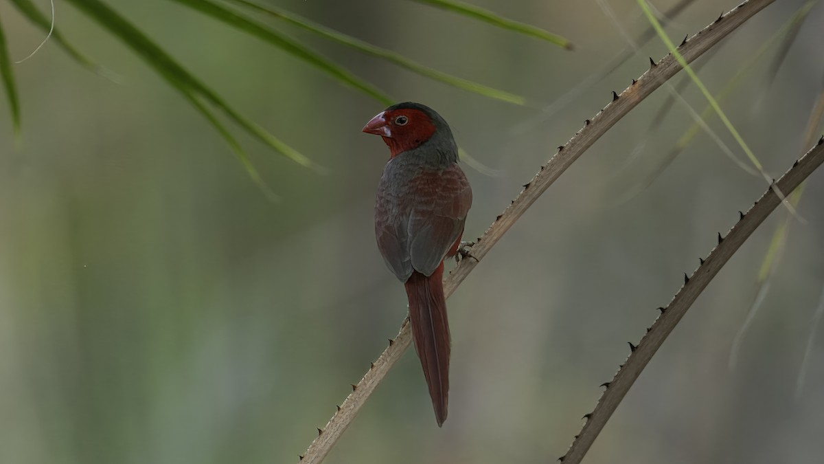 Crimson Finch (Black-bellied) - ML614041573