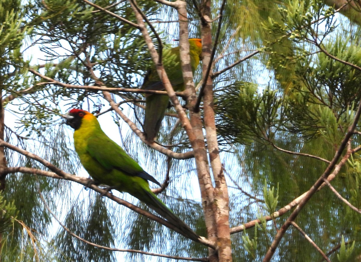 Horned Parakeet - Bahar Bilgen