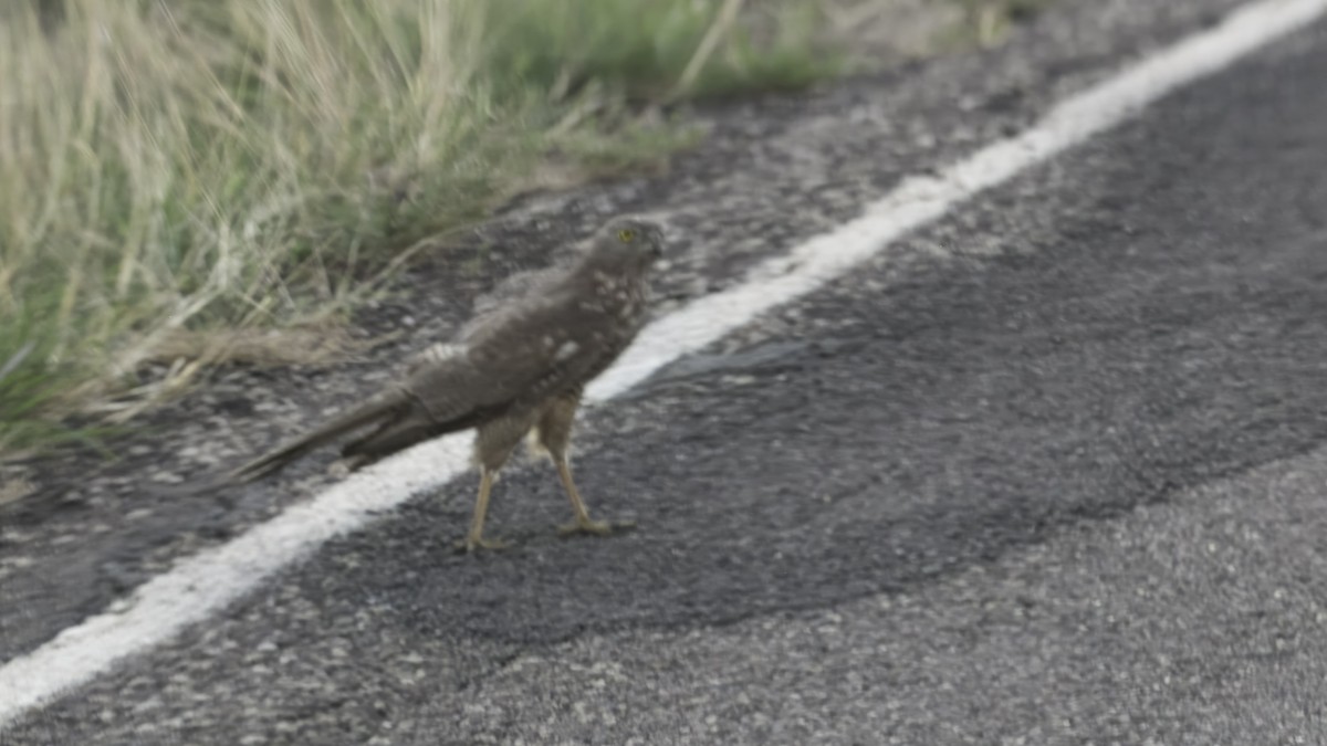 Spotted Harrier - ML614041616