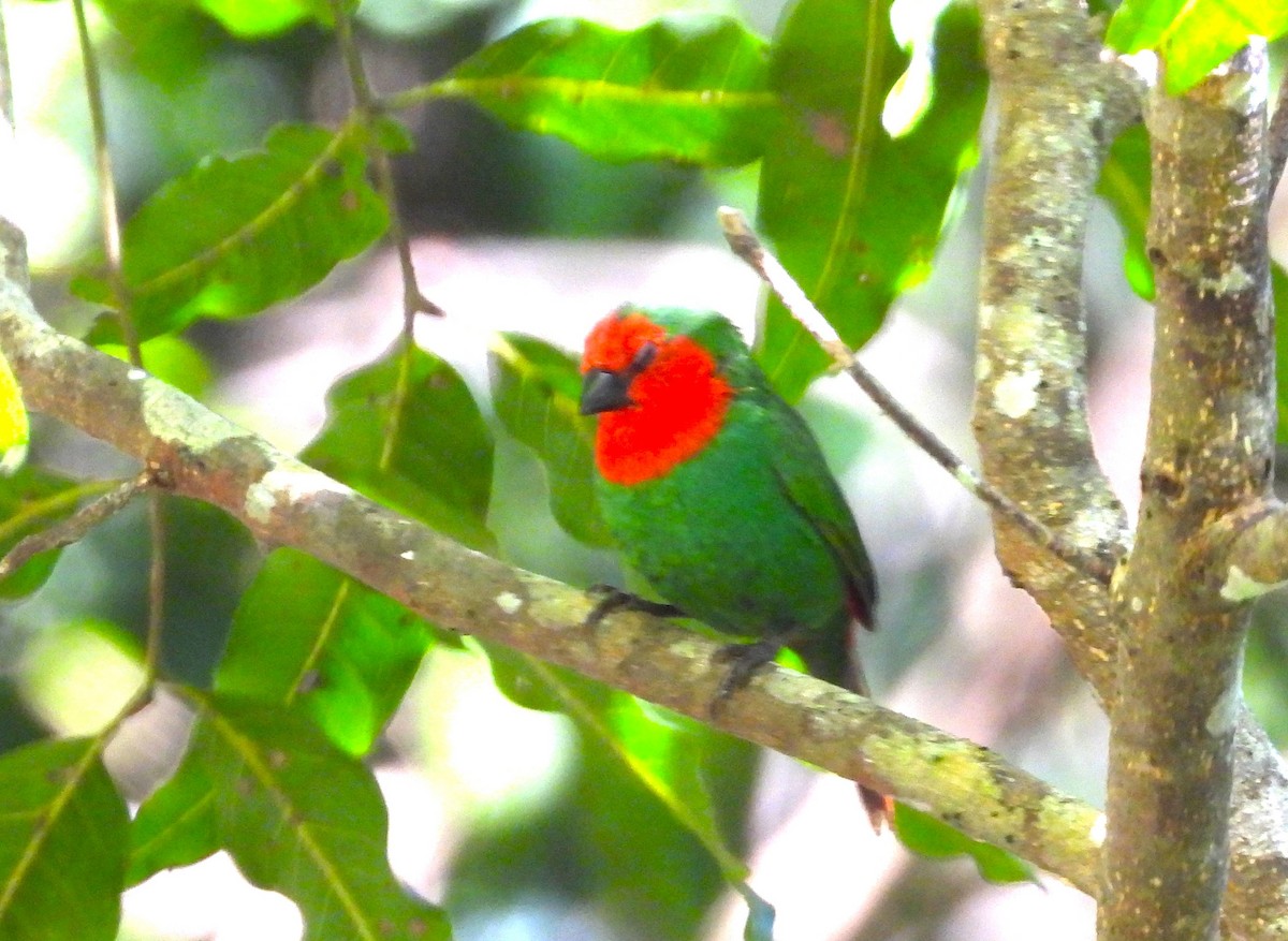 Red-throated Parrotfinch - ML614041718