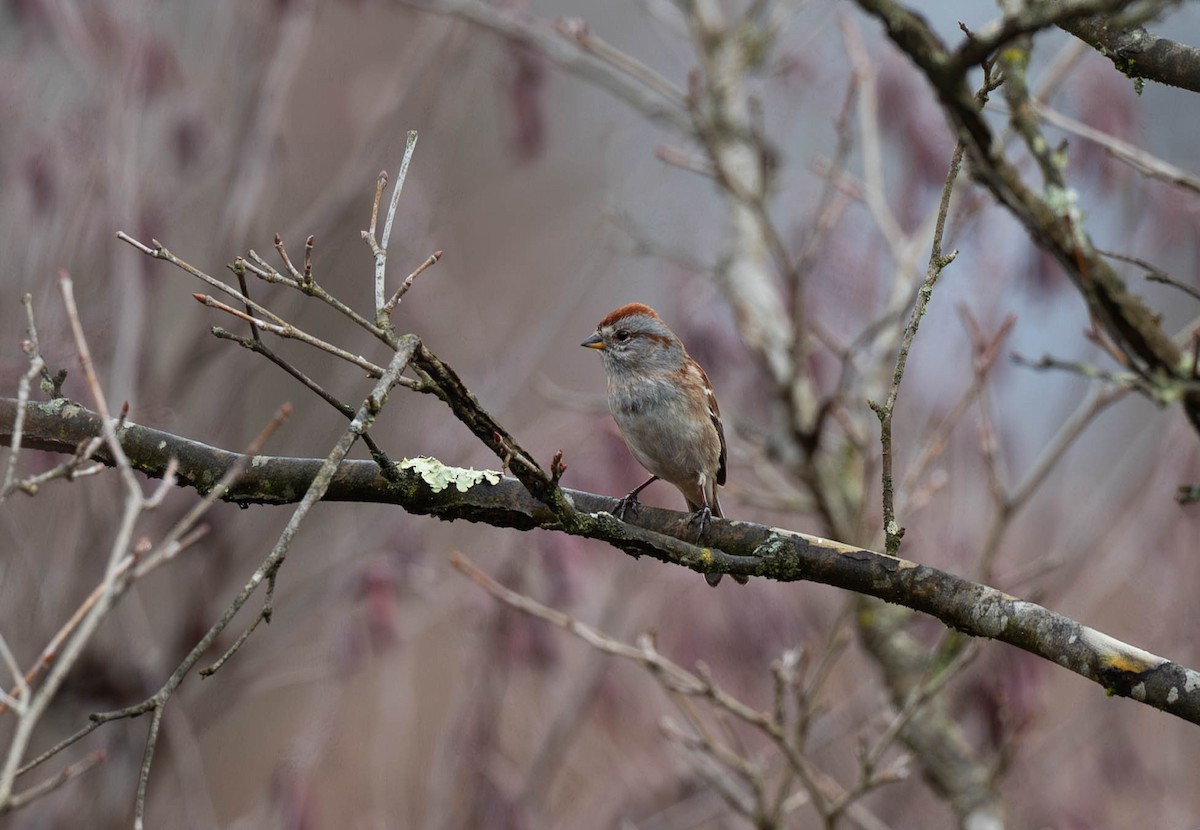 American Tree Sparrow - ML614041736