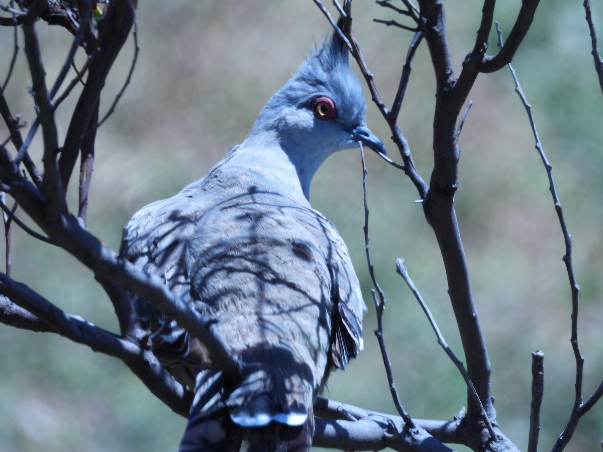Crested Pigeon - ML614041807