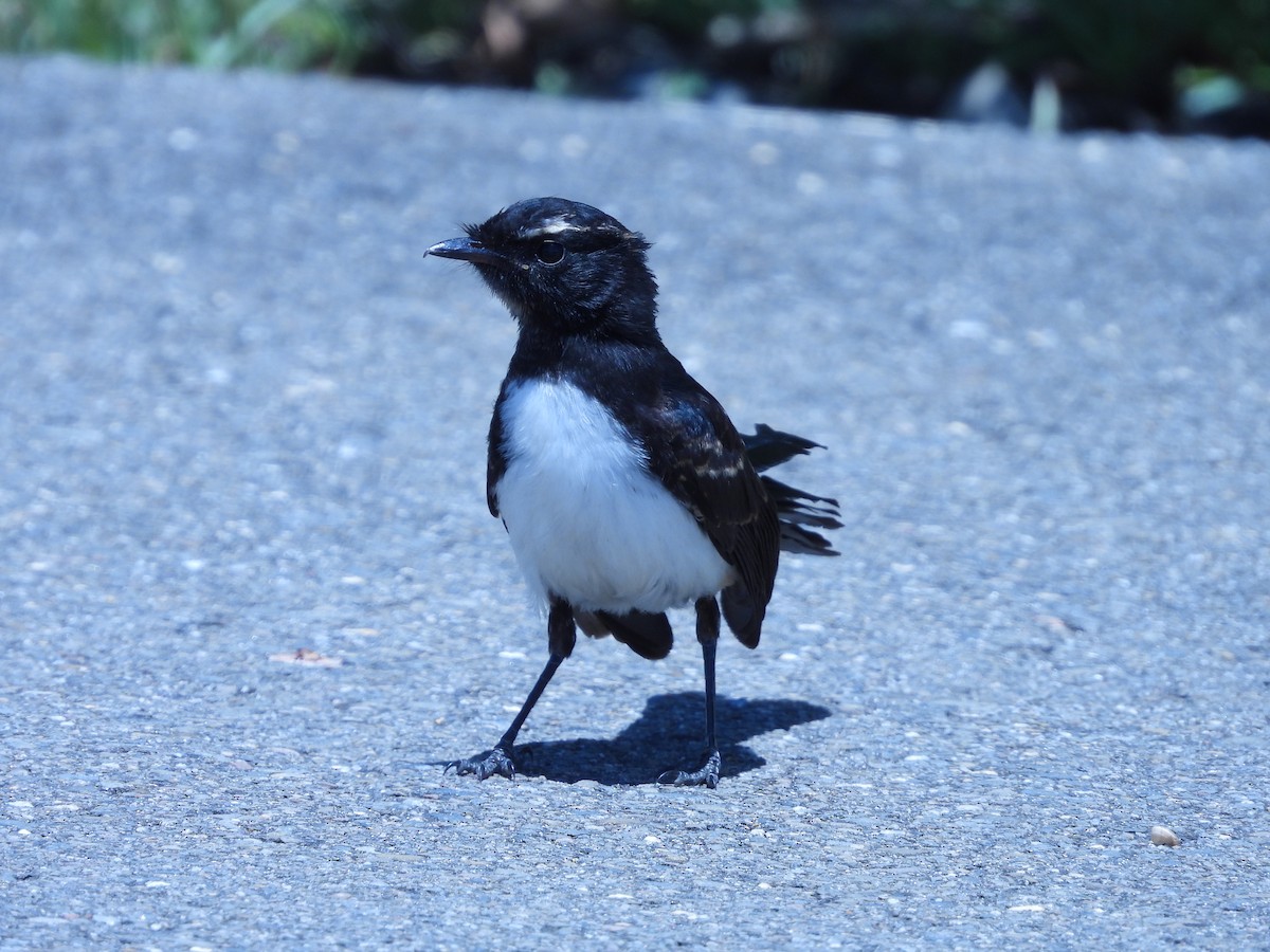 Willie-wagtail - ML614041844