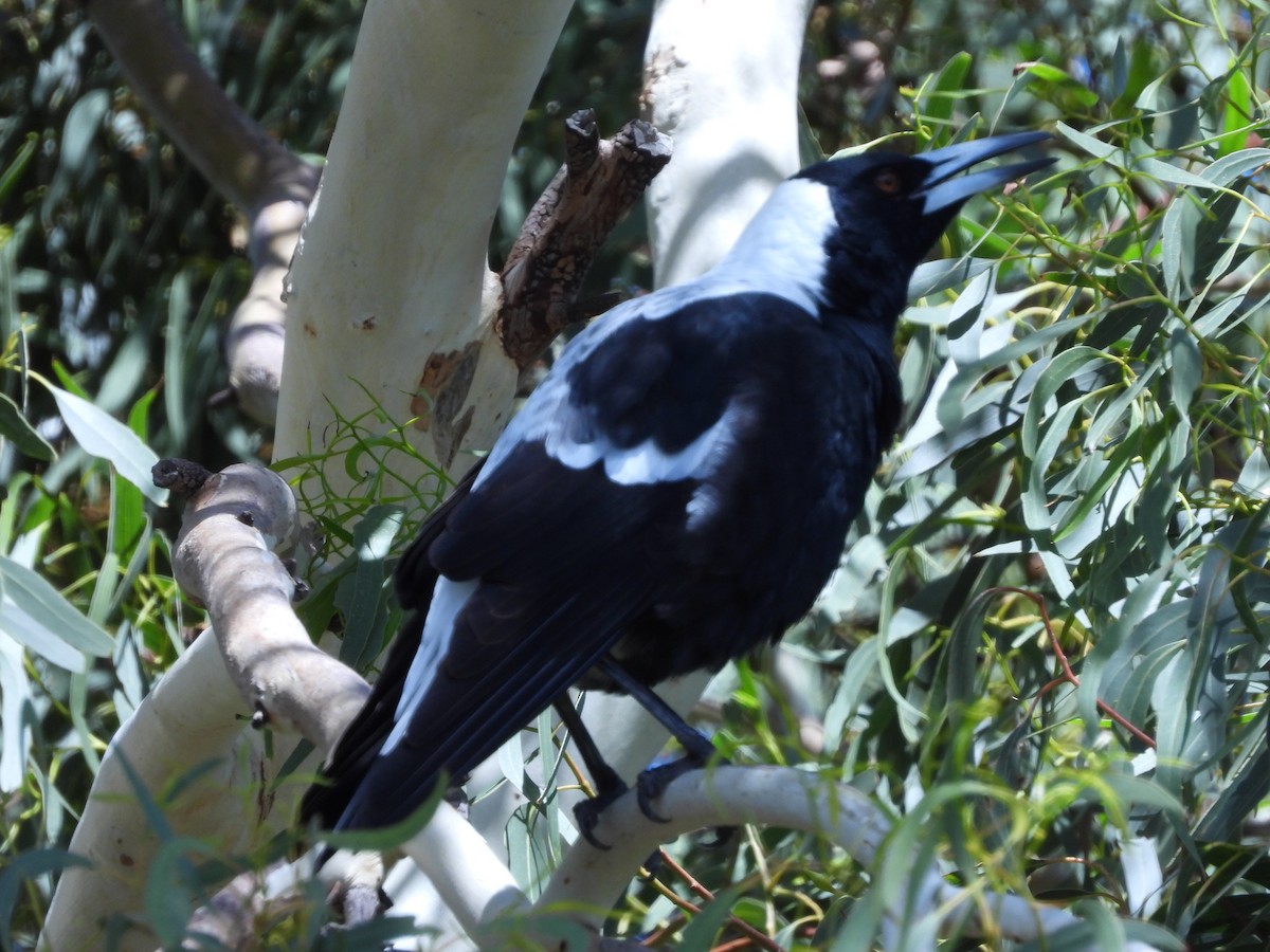 Australian Magpie (White-backed) - ML614041946