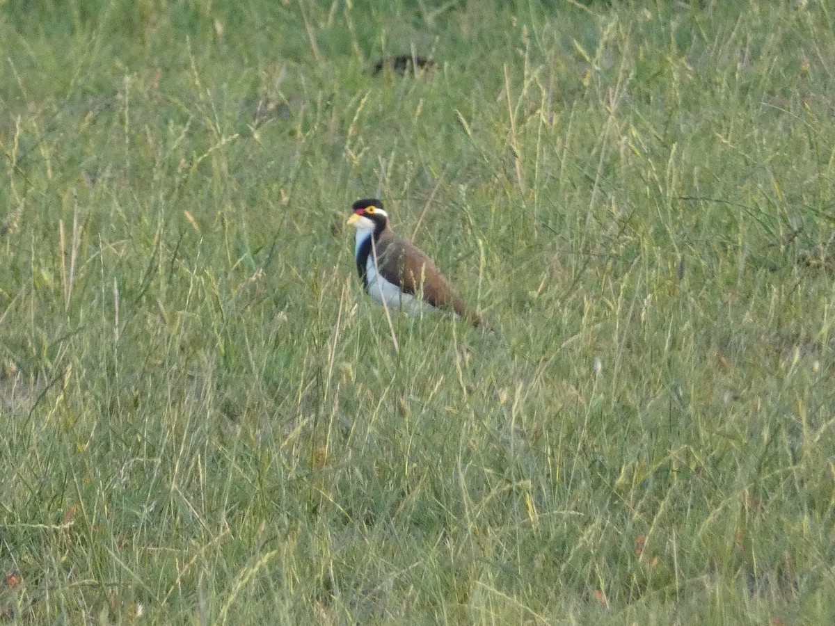 Banded Lapwing - ML614042039