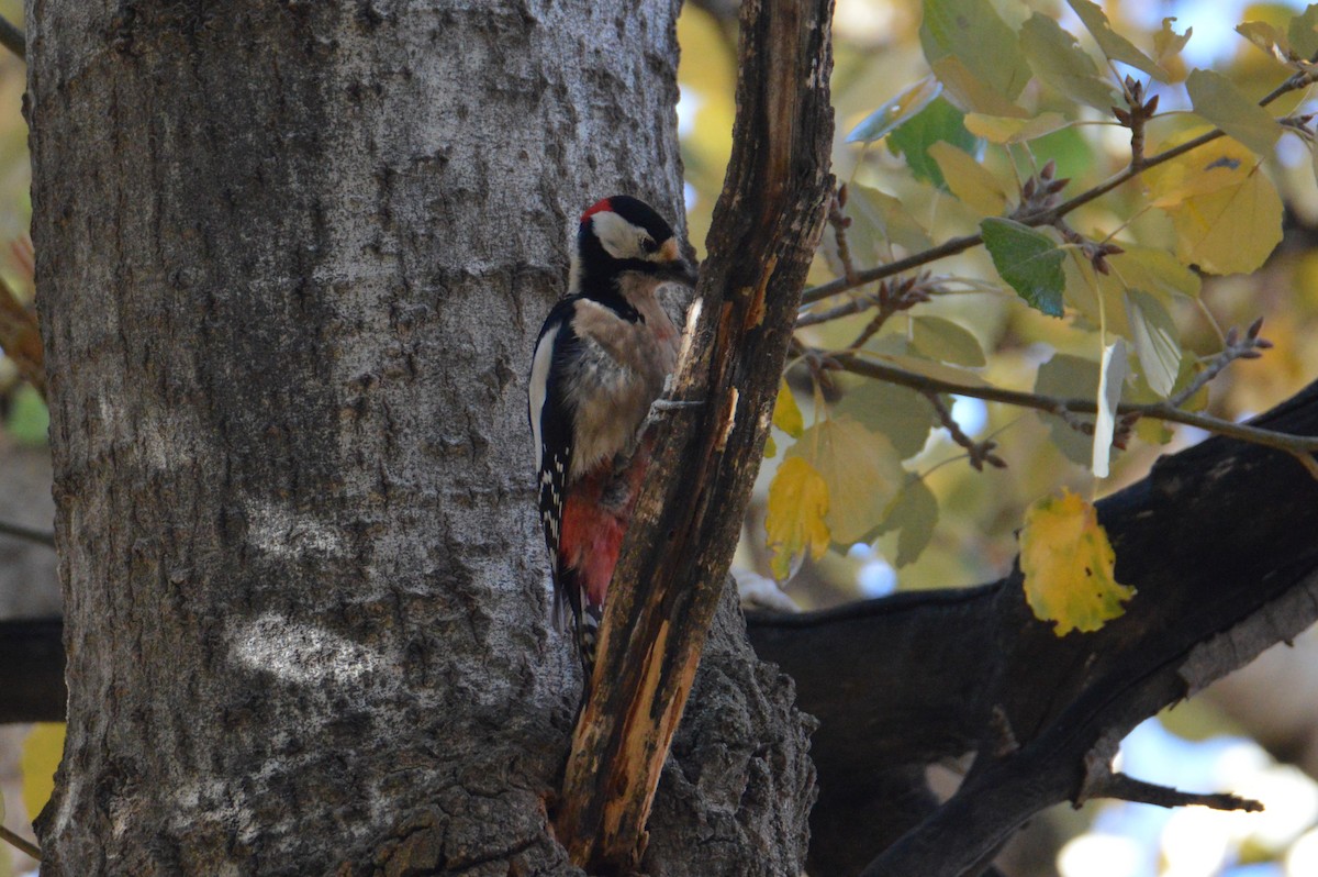 Great Spotted Woodpecker (Atlas) - ML614042511
