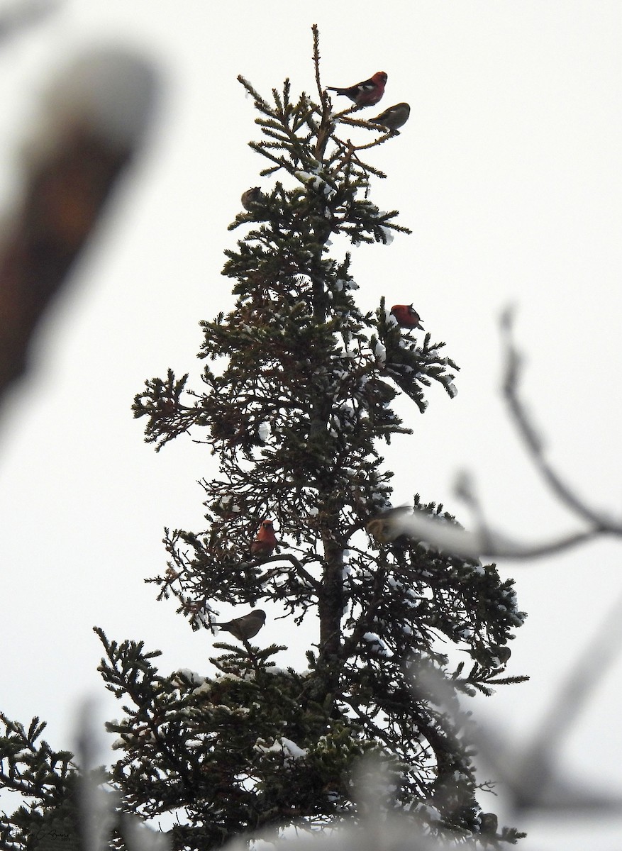 White-winged Crossbill - Heather Burns