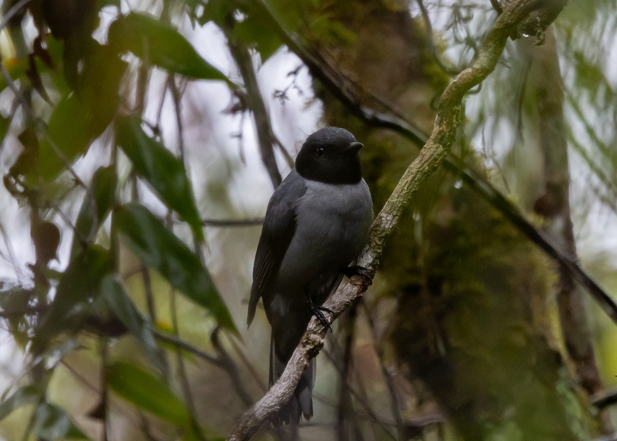 Madagascar Cuckooshrike - Ian Burgess