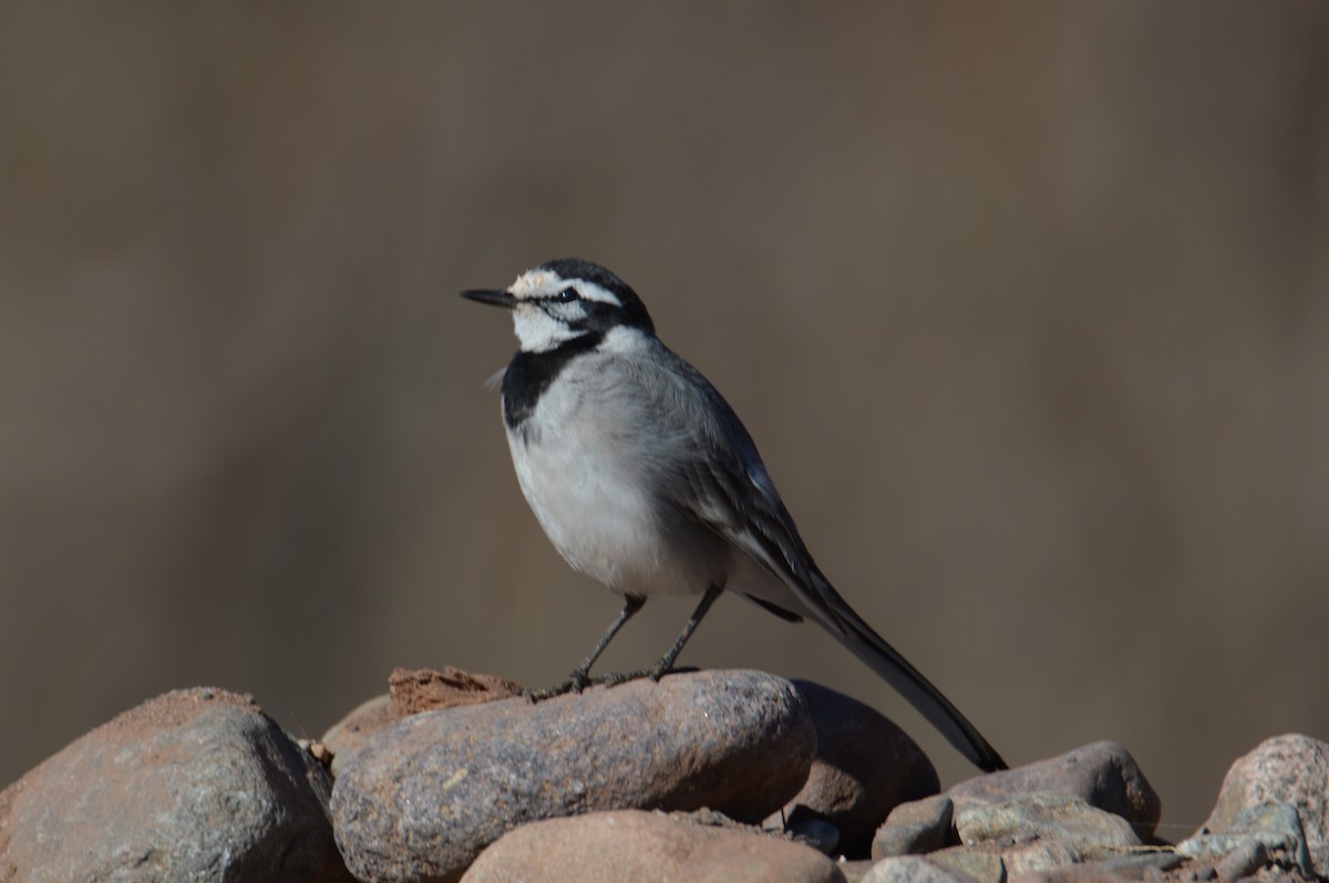 White Wagtail (Moroccan) - ML614043111