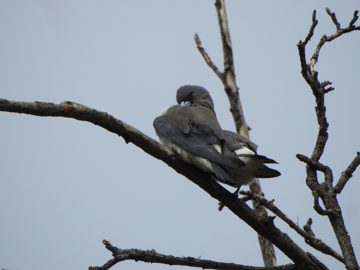 White-breasted Woodswallow - ML614043113