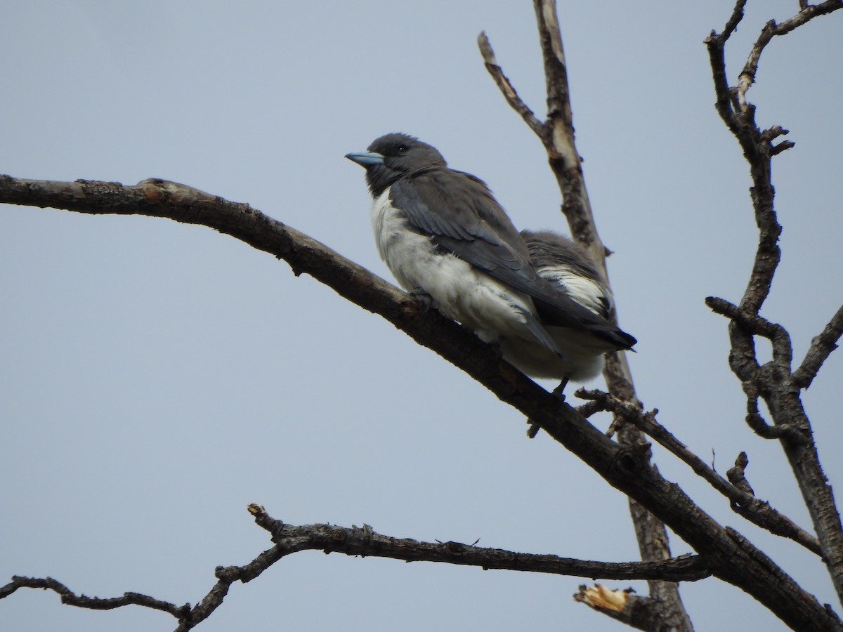 White-breasted Woodswallow - ML614043114