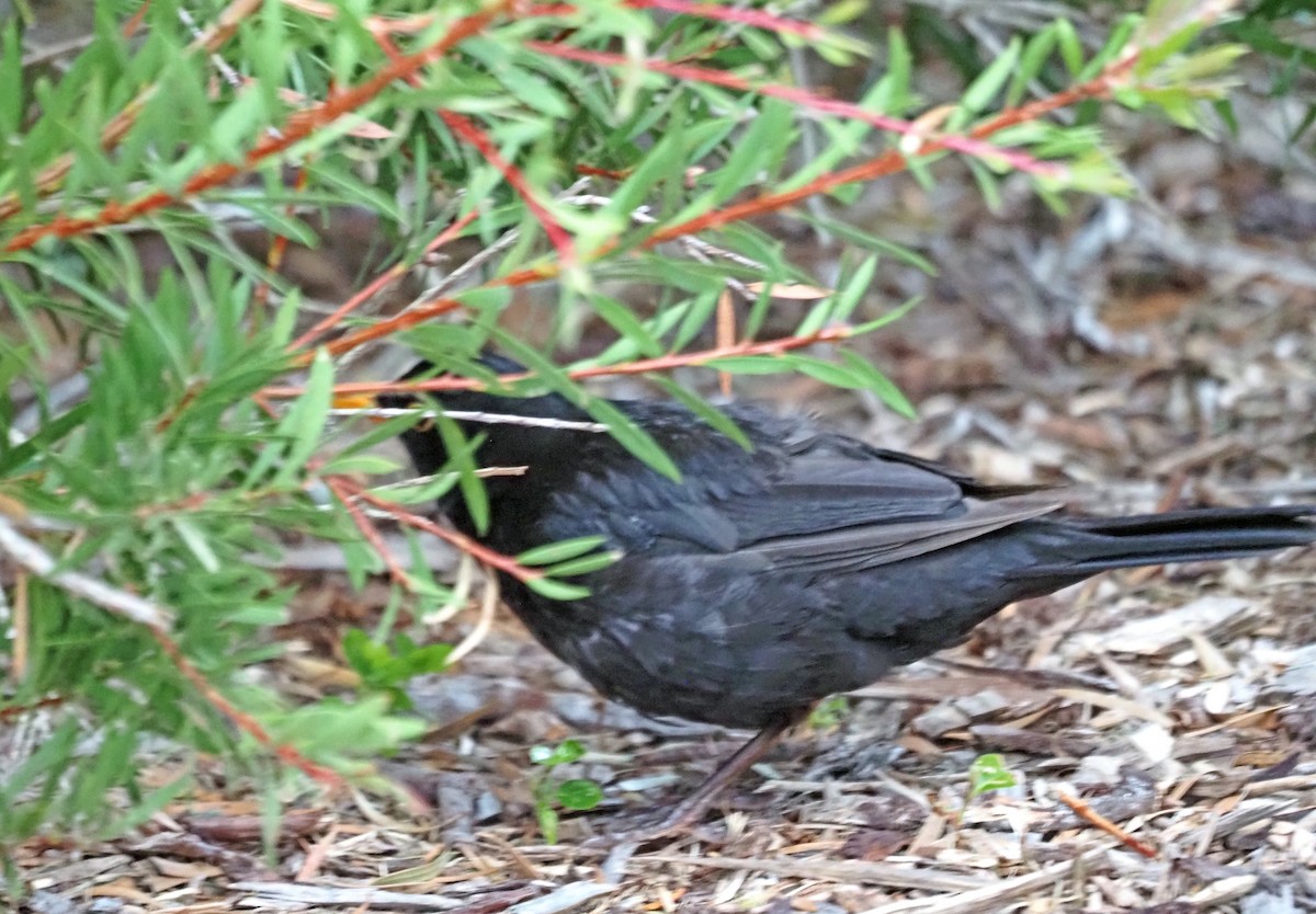 Eurasian Blackbird - ML614043115