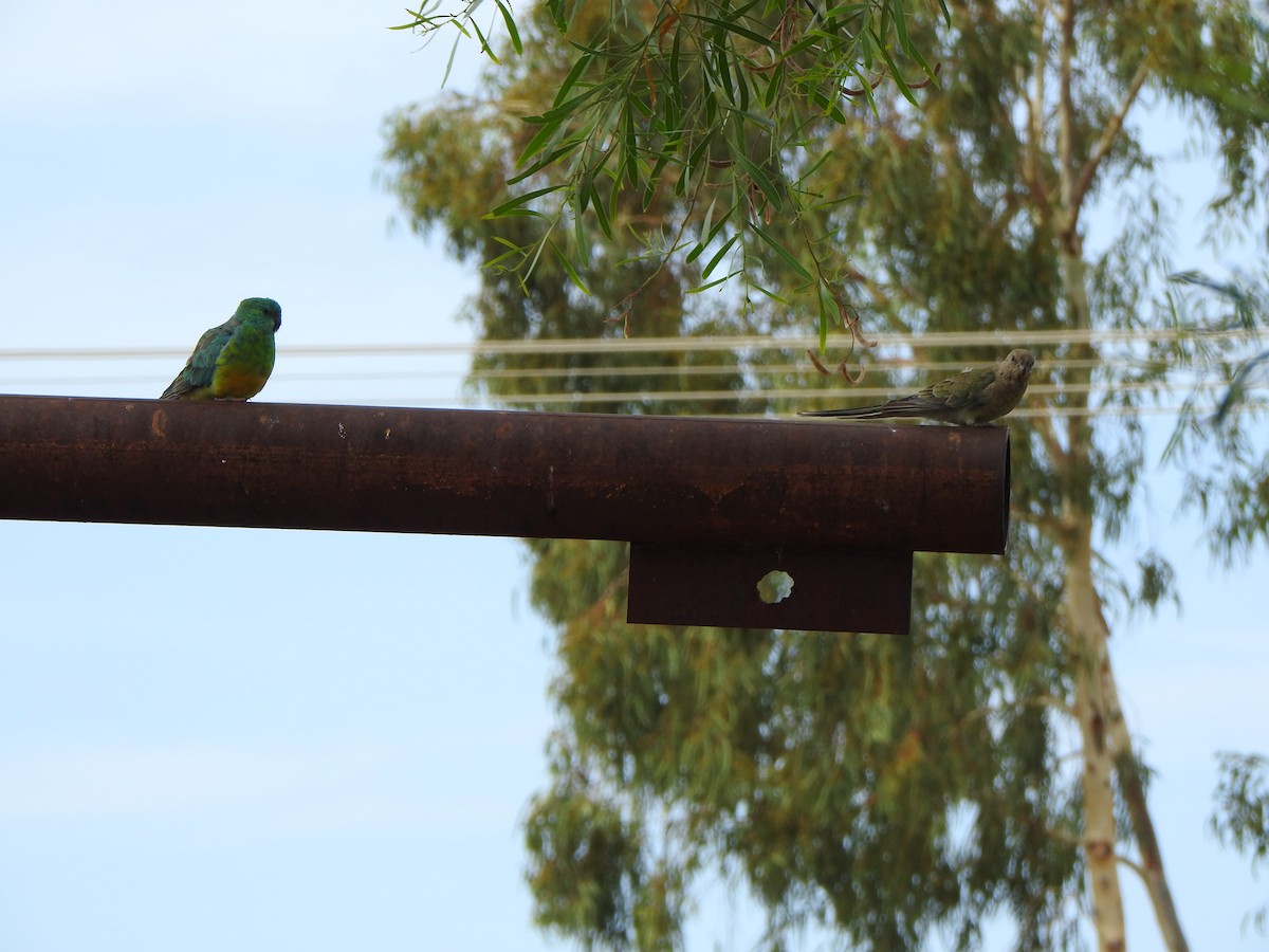 Red-rumped Parrot - ML614043140