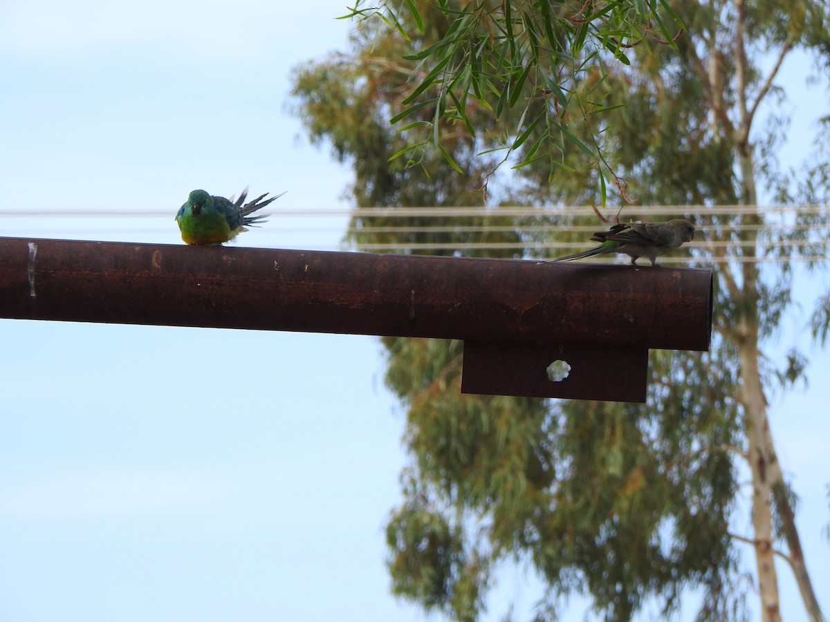 Red-rumped Parrot - ML614043147