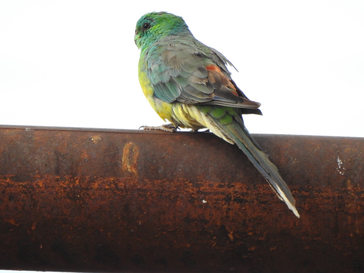 Red-rumped Parrot - ML614043149