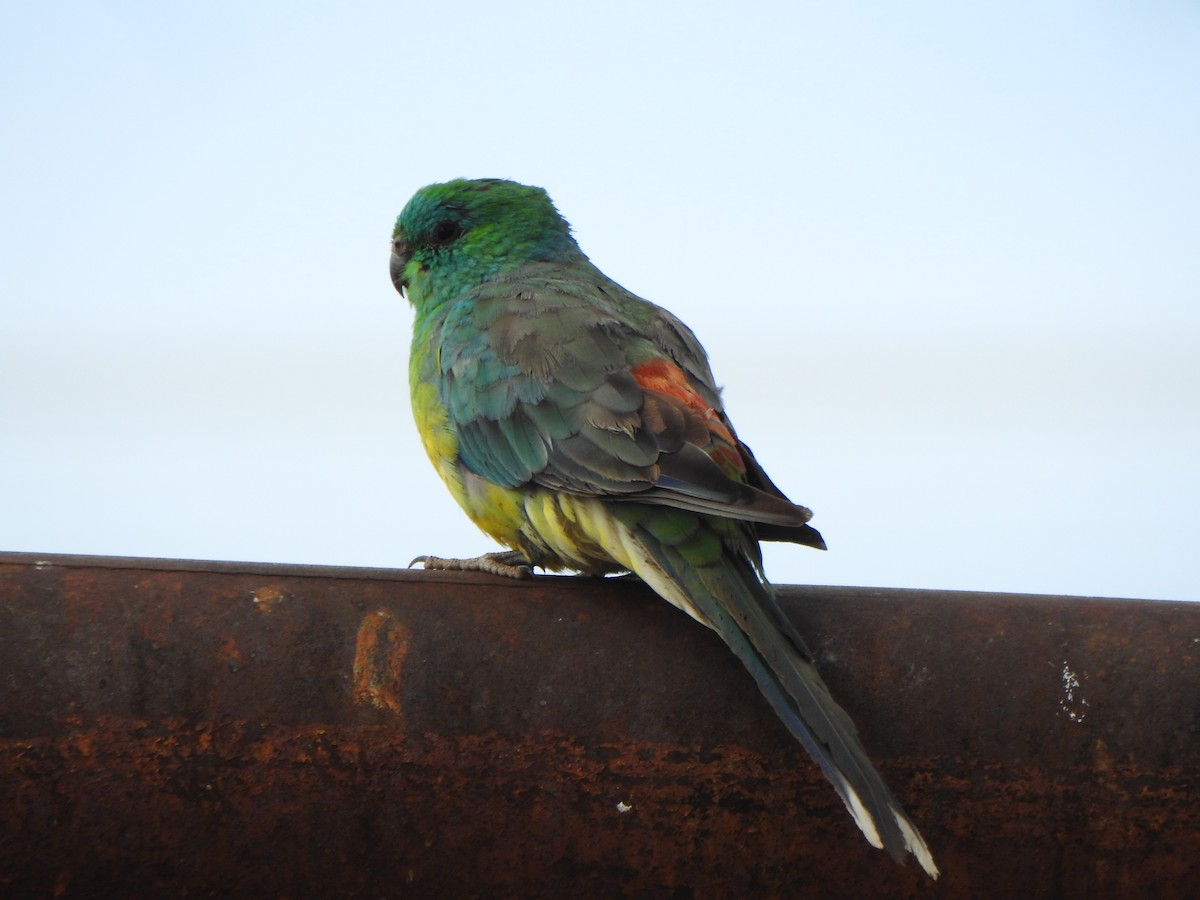 Red-rumped Parrot - DS Ridley