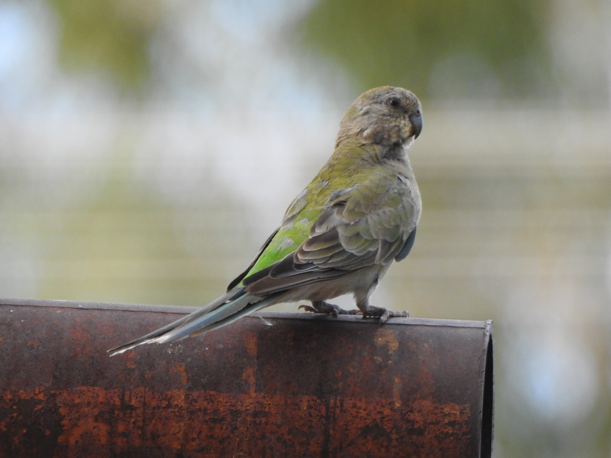 Red-rumped Parrot - ML614043151