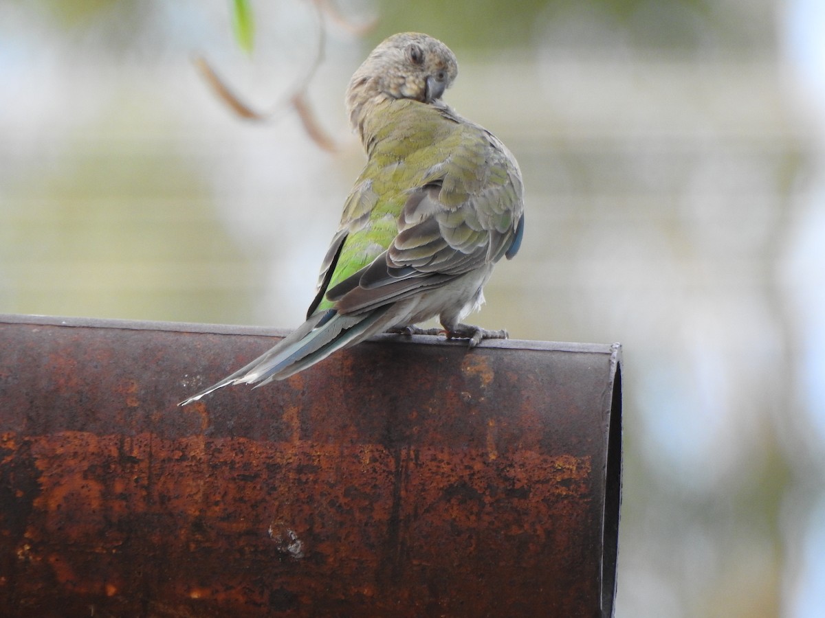 Red-rumped Parrot - ML614043152