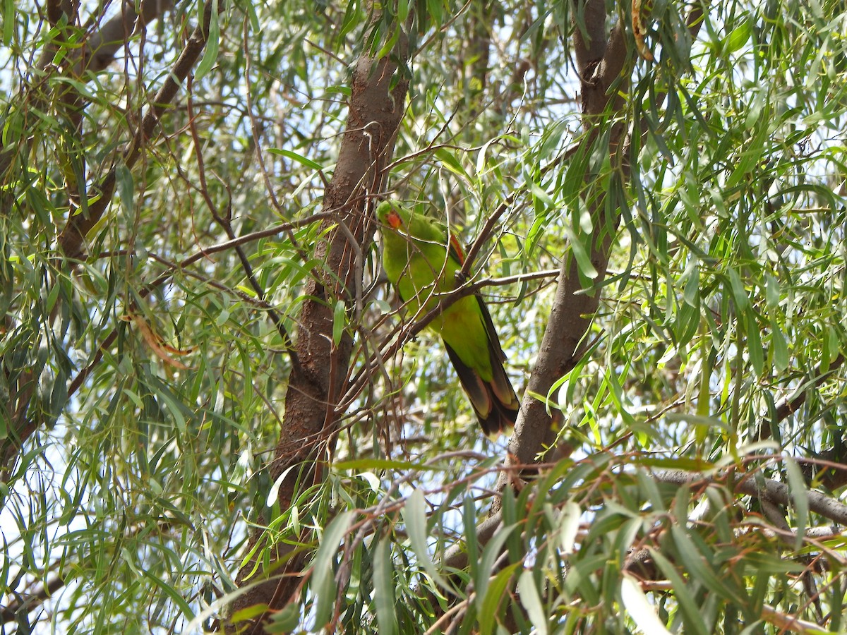 Red-winged Parrot - DS Ridley