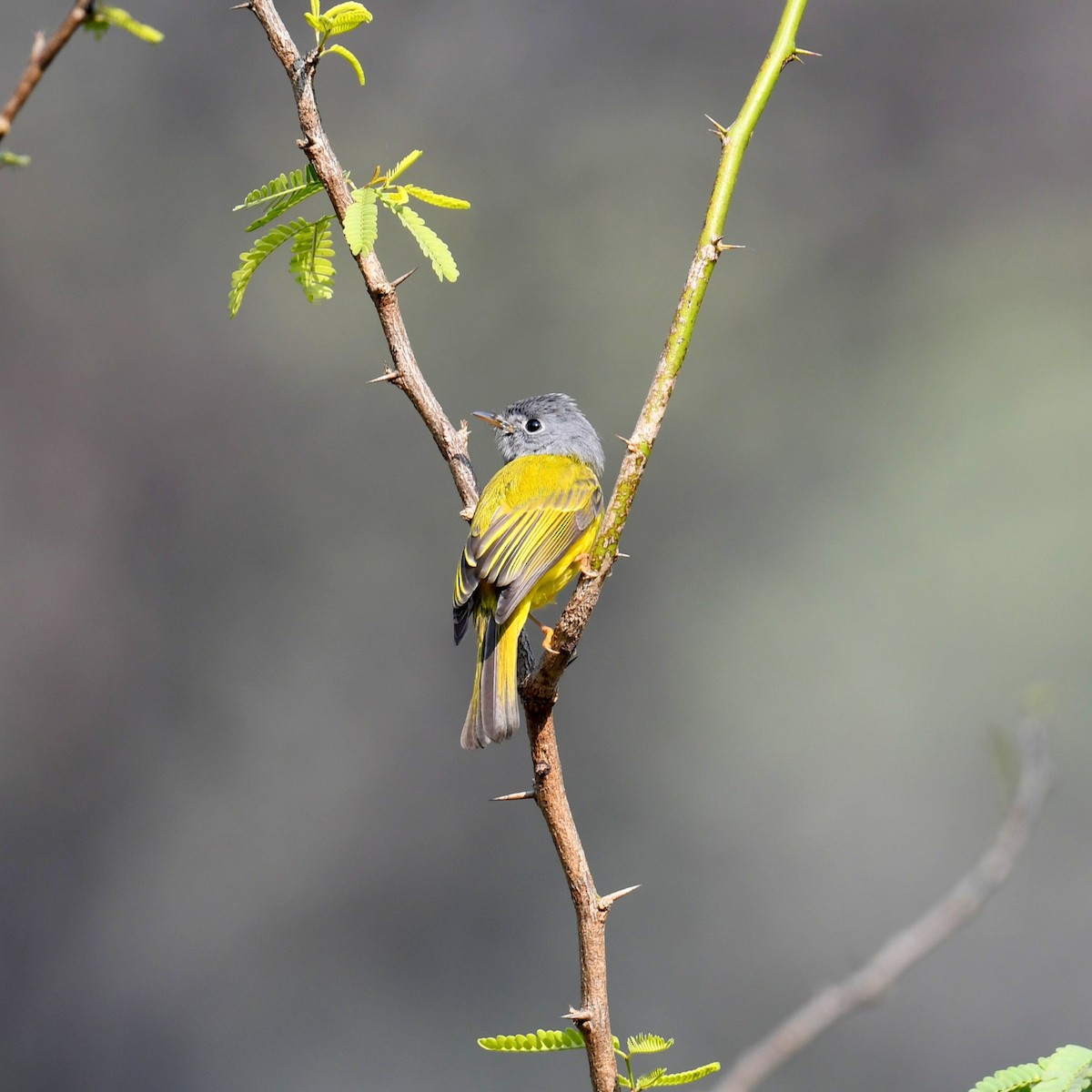 Gray-headed Canary-Flycatcher - Manas マナサ
