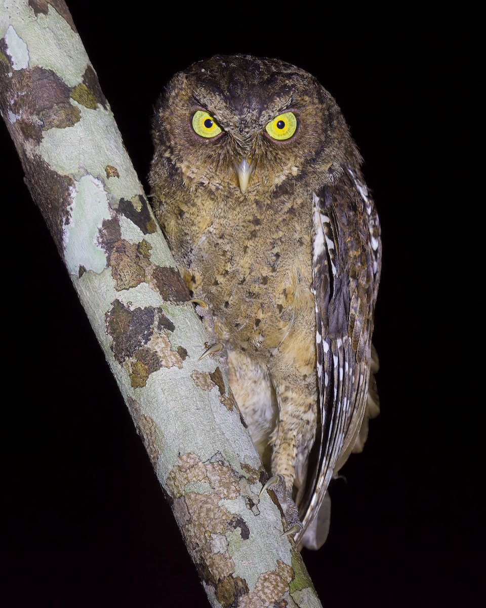 Andaman Scops-Owl - ML614044386