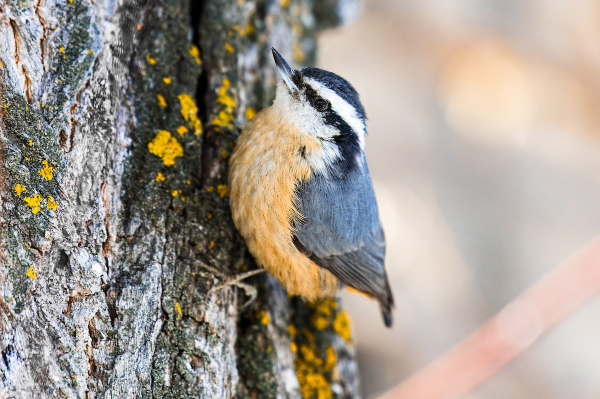 Red-breasted Nuthatch - ML614044666