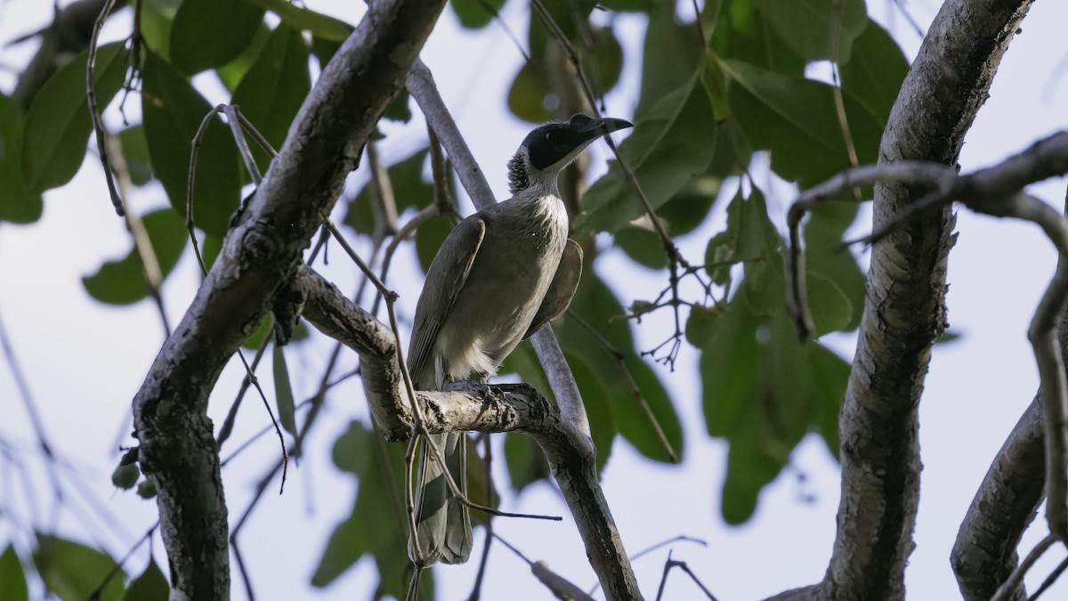 Silver-crowned Friarbird - ML614044732