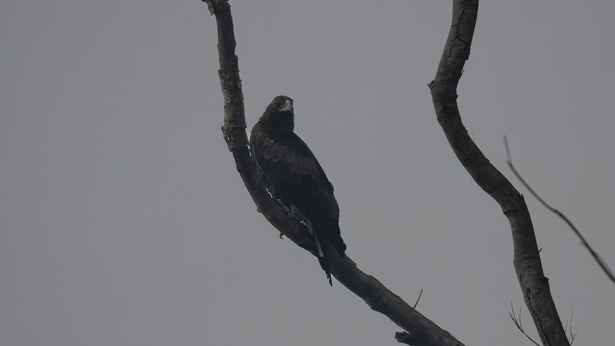 Black-breasted Kite - ML614044934