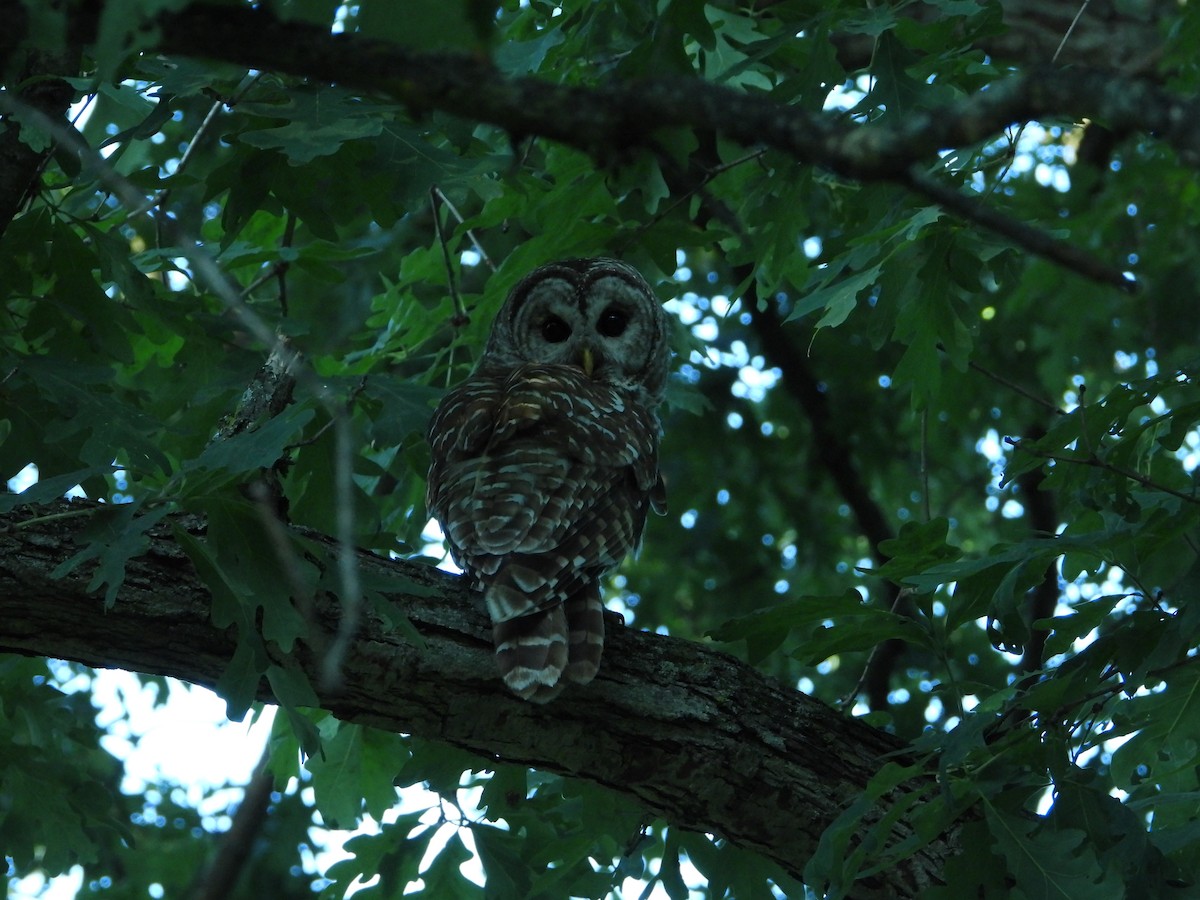Barred Owl - ML614045128