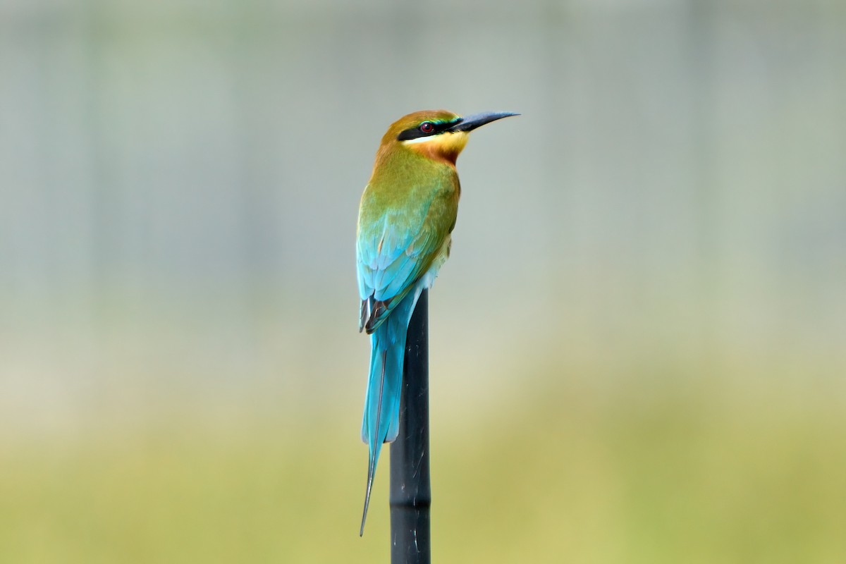 Blue-tailed Bee-eater - ML614045187