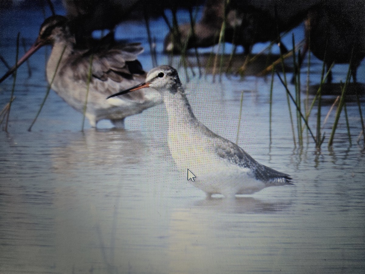 Spotted Redshank - ML614045360