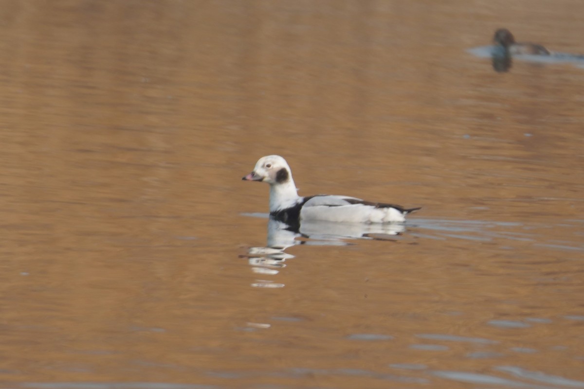 Long-tailed Duck - ML614045505